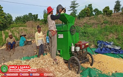 Proses Pemipilan Jagung oleh Petani